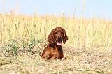 SETTER IRLANDAIS 036